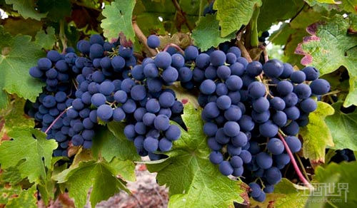 葡萄酒為什么會有這么多種顏色？